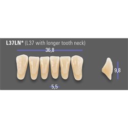 MFT 2L15 L37LN Anterior x6