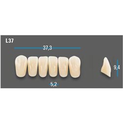 Vitapan Plus Anterior Shade A1 Lower Mould L37 Set 6