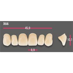 Vitapan Anterior Shade A1 Upper Mould X66 Set 6