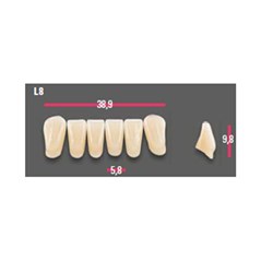 Vitapan Anterior Shade B3 Lower Mould L8 Set 6