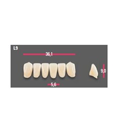 Vitapan Anterior Shade B4 Lower Mould L9 Set 6