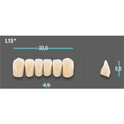 Physiodens Anterior Shade A1 Lower Mould L1S Set 6