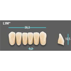 Physiodens Anterior Shade A1 Lower Mould L3M Set 6