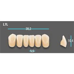 Physiodens Anterior Shade A1 Lower Mould L7L Set 6