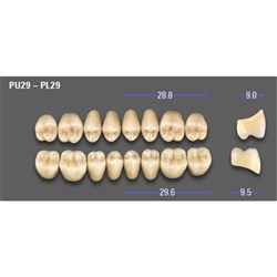 MFT Lower Posterior Classical Shade A1 Mould PL29 x8
