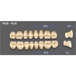MFT Lower Posterior Classical Shade A2 Mould PL29 x8