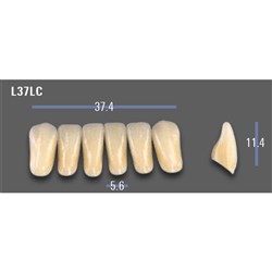 VITAPAN EXCELL Classical Lower  Anterior Shade A1 Mould L37LC