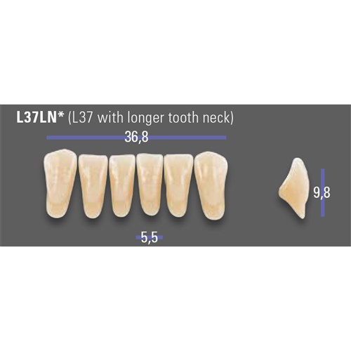 MFT 2M1 L37LN Anterior x6
