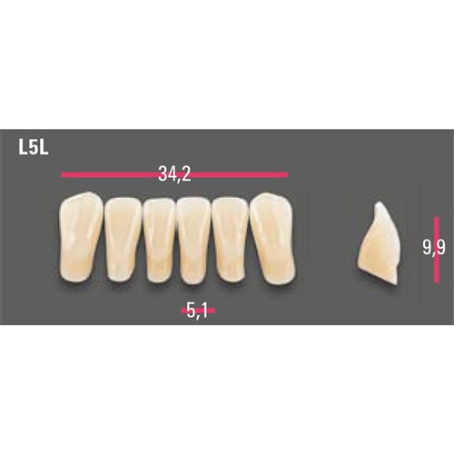 Vitapan Anterior Shade A1 Lower Mould L5L Set 6