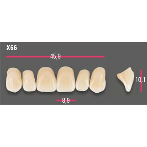 Vitapan Anterior Shade A2 Upper Mould X66 Set 6