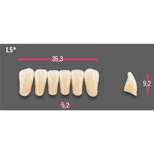 Vitapan Anterior Shade A3 Lower Mould L5 Set 6