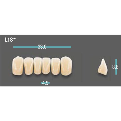 Physiodens Anterior Shade A1 Lower Mould L1S Set 6