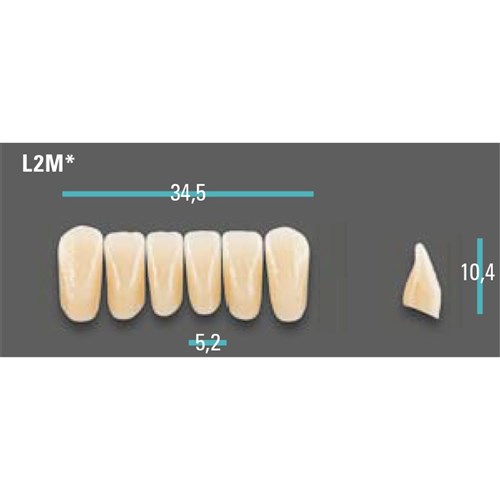 Physiodens Anterior Shade A1 Lower Mould L2M Set 6