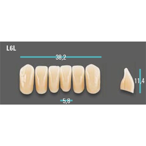 Physiodens Anterior Shade A1 Lower Mould L6L Set 6