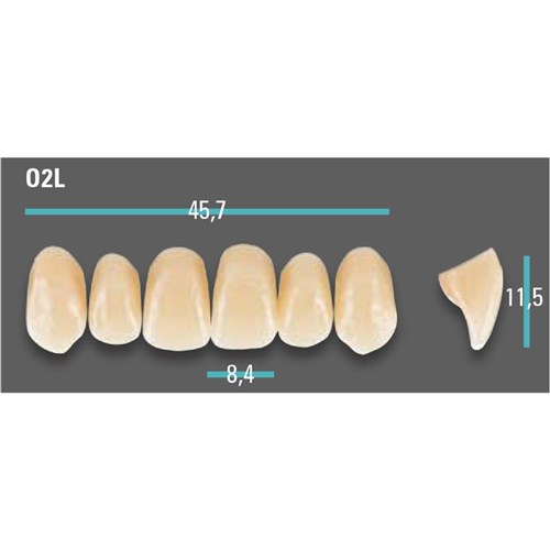 Physiodens Anterior Shade A1 Upper Mould O2L Set 6