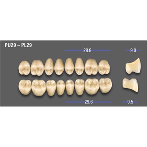 MFT Lower Posterior Classical Shade A1 Mould PL29 x8