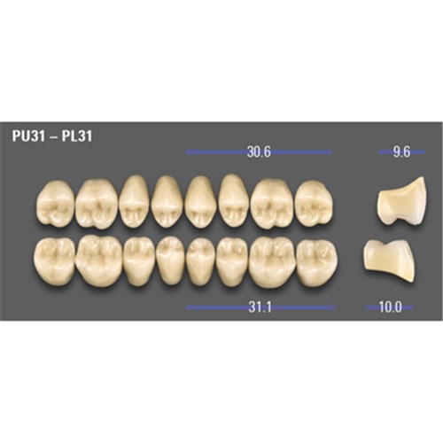 MFT Lower Posterior Classical Shade A1 Mould PL31 x8