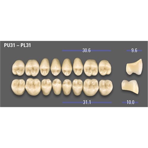 MFT Lower Posterior Classical Shade A2 Mould PL31 x8
