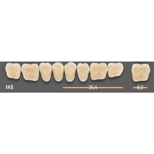 VITAPAN SYNOFORM POSTERIORS/8L